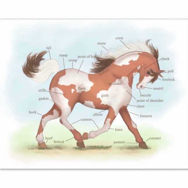 Sticker Pinto Pony Horse Éducatif Equine Anatomie Graphiqu (Devant)