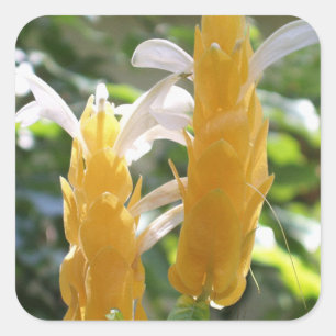 Sticker Plante de crevettes dorées