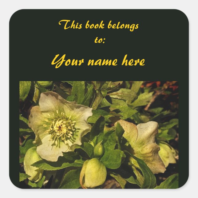 Sticker plaque Rose Hellebore Lenten (Devant)