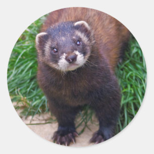 Sticker Polecat