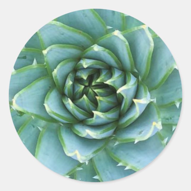 Sticker Polyphylla en aloe spirale (Devant)