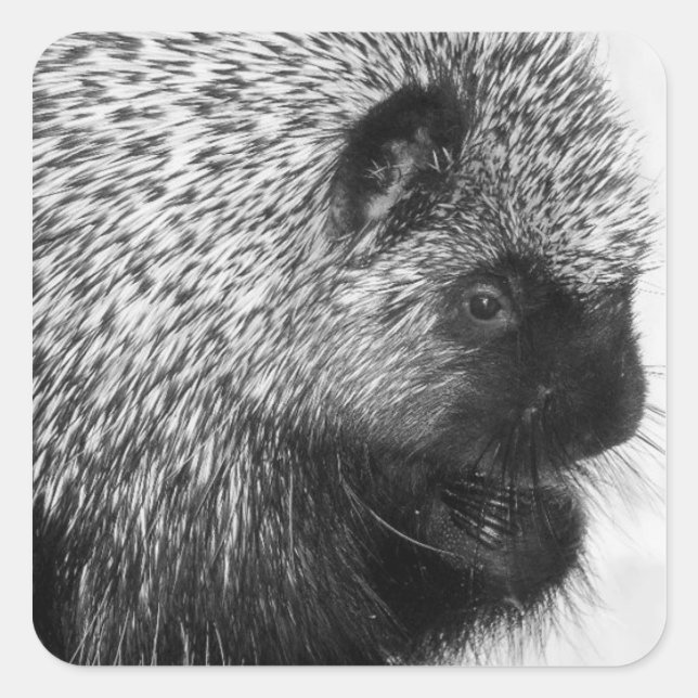 Sticker Porcupine (Devant)
