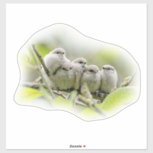 Sticker Portrait réconfortant des oiseaux chanteurs