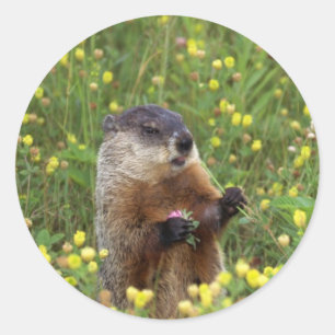 Sticker Pose De Marmotte