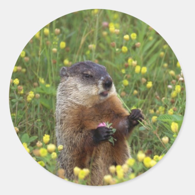 Sticker Pose De Marmotte (Devant)