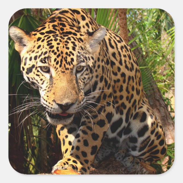 Sticker pour adolescents Jaguar (Devant)