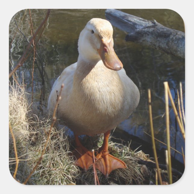 Sticker pour canard de Saxe (Devant)