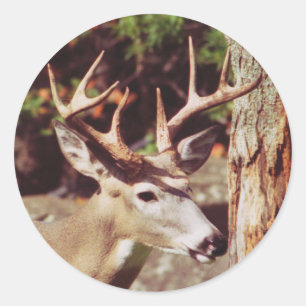 Sticker pour cerf blanc (Buck)