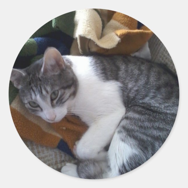 Sticker pour chat (Devant)
