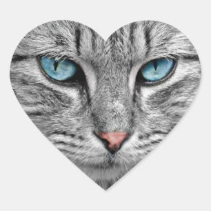 Sticker pour chat à oeil bleu