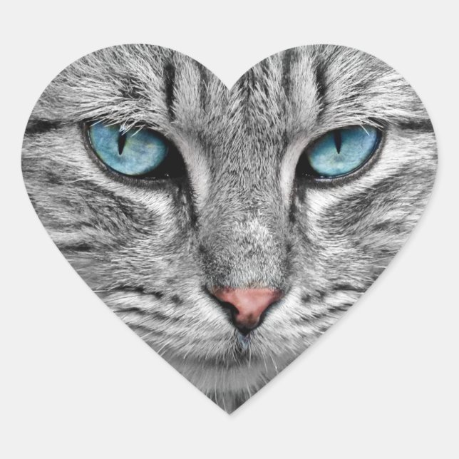 Sticker pour chat à oeil bleu (Devant)