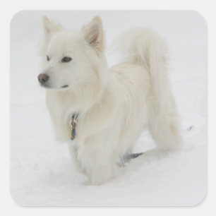 Sticker pour chien cochon américain Eskimo / Étiqu