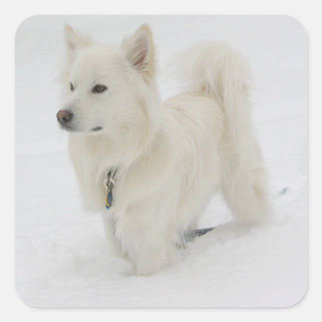 Sticker pour chien cochon américain Eskimo / Étiqu (Devant)