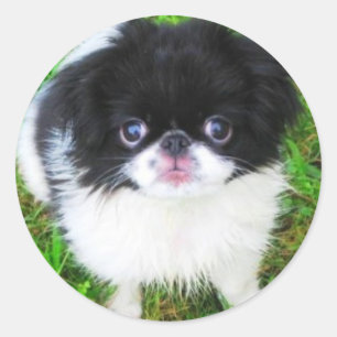 Sticker pour chiot Yoshi