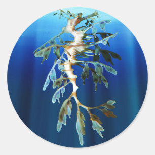 Sticker pour dragon de mer feuilles