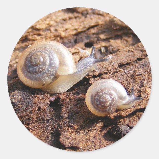 Sticker pour escargots pour bébés (Devant)