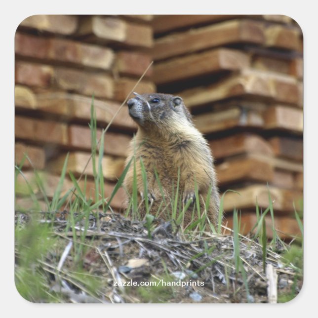 Sticker pour la faune de Hoary Marmot (Whistler) (Devant)