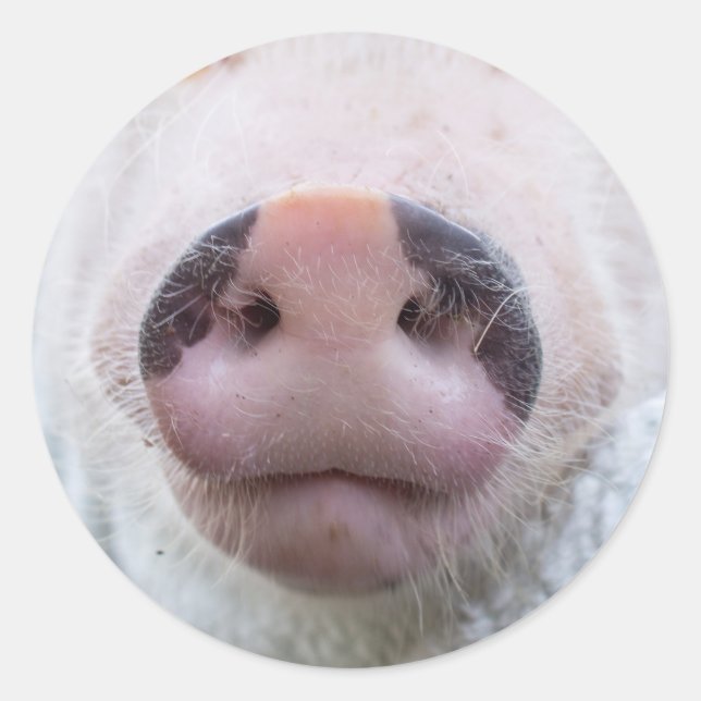 Sticker pour le pavot et le podrick (Devant)