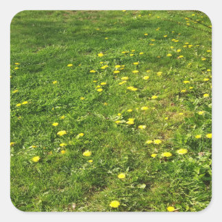 Sticker pour l'herbe et les Dandelions