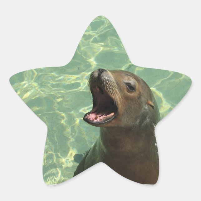 Sticker pour lion de mer de Chatty (Devant)