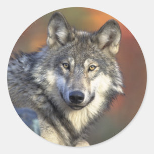 Sticker pour loup gris (rond)