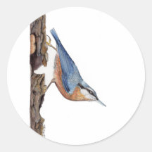 Sticker pour oiseaux nuthatch en bois (Sitta Europ