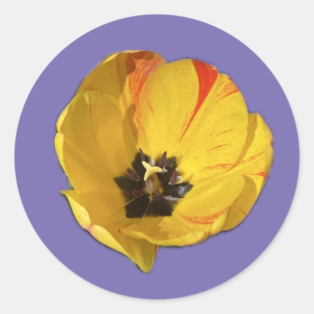 Sticker pour tulipe jaune et rouge (Devant)