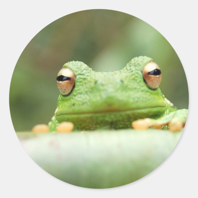 Sticker pour yeux de grenouille (Devant)