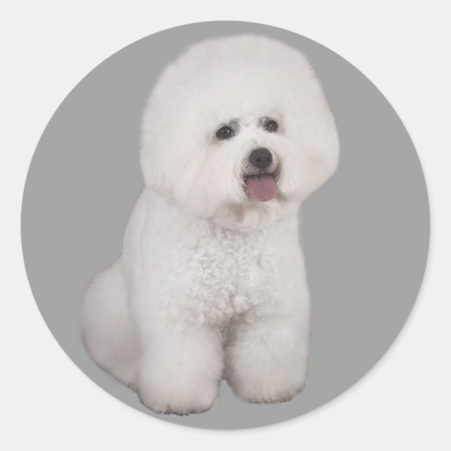 Sticker Precious Bichon Frise (Devant)