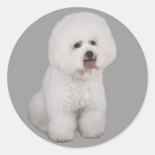 Sticker Precious Bichon Frise