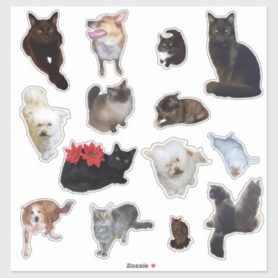 Sticker Quatorze mignons photo de chien et de chat