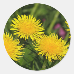 Sticker quatre pandelions