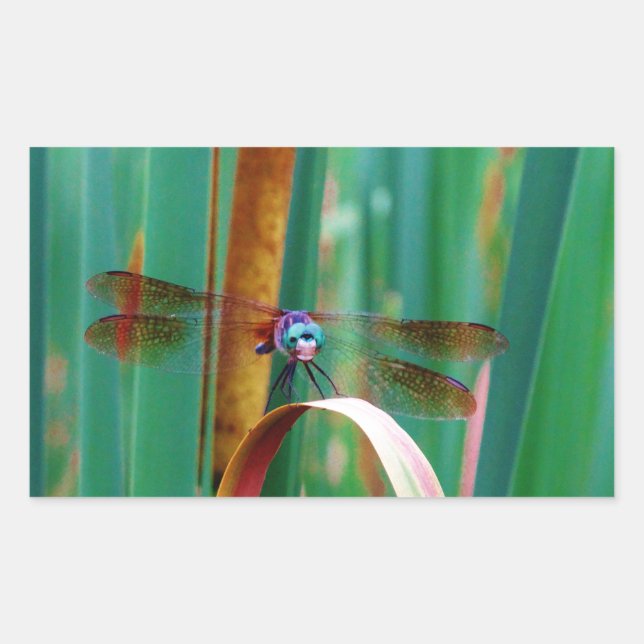 Sticker Rectangulaire A teal Eyed Dragonfly with cattails (Devant)
