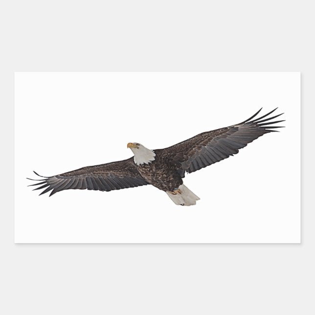 Sticker Rectangulaire Aigle à tête blanche (Devant)