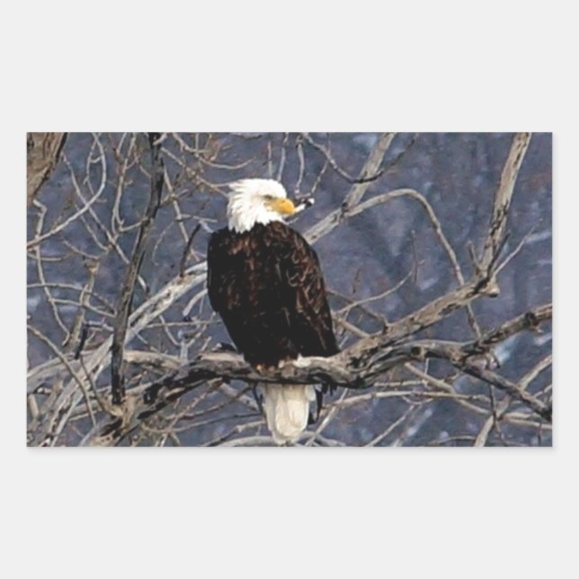 Sticker Rectangulaire aigle américain (Devant)