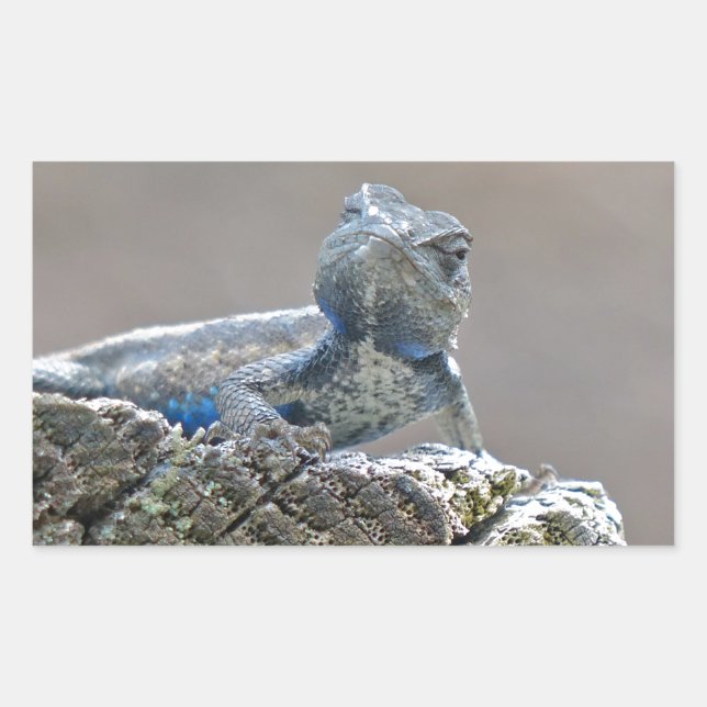 Sticker Rectangulaire Alligator du ventre bleu Lizard (Devant)