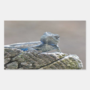 Sticker Rectangulaire Alligator du ventre bleu Lizard
