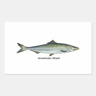 Sticker Rectangulaire Américain Shad