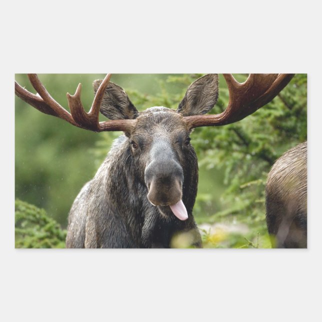 Sticker Rectangulaire Amusante orignal (Devant)
