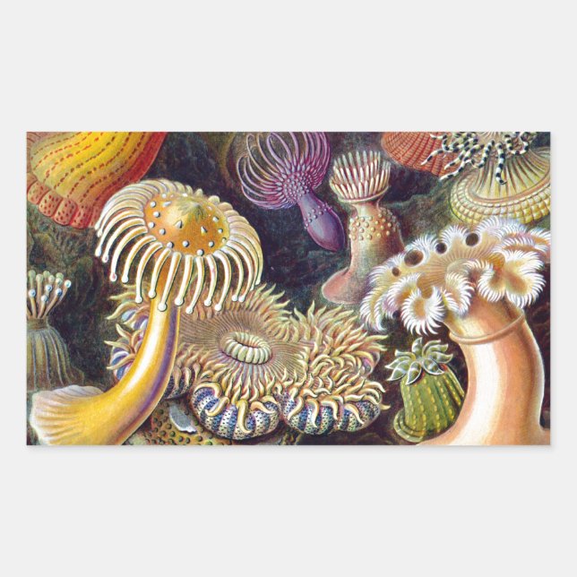Sticker Rectangulaire Anémone de mer Nature scientifique Océan (Devant)