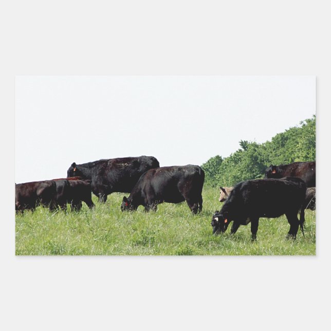 Sticker Rectangulaire Angus noir de bovins (Devant)
