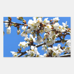 Sticker Rectangulaire Arbre de printemps blanc fleuri blanc