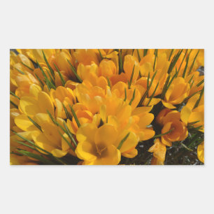 Sticker Rectangulaire Arôme de Crocus jaune - Fleurs jaunes dorées