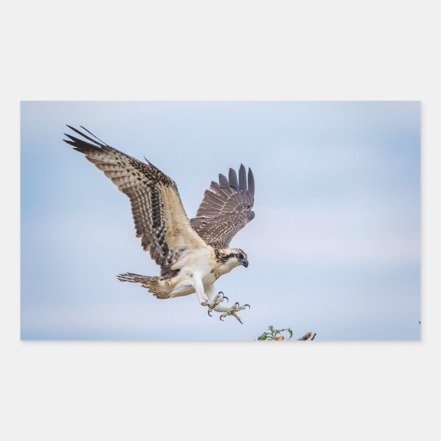 Sticker Rectangulaire Atterrissage du balbuzard pêcheur dans le nid (Devant)