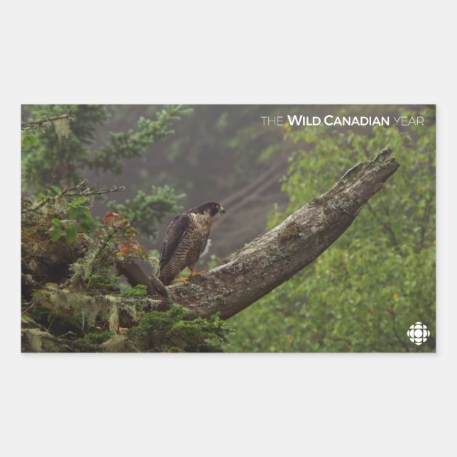 Sticker Rectangulaire Automne - Faucon pèlerin (Devant)