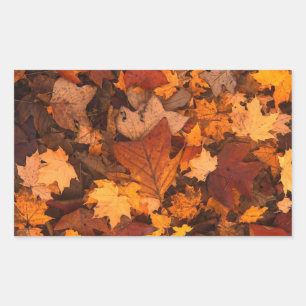 Sticker Rectangulaire Autum Feuille