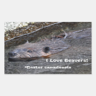 Sticker Rectangulaire Baignade mignonne Castor sauvage Photo Faune