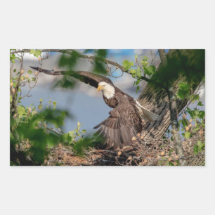 Sticker Rectangulaire Bald Eagle quittant le nid