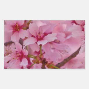 Sticker Rectangulaire Bathed in Pink Japanese Cherry