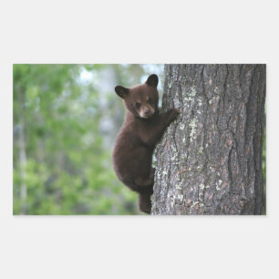 Sticker Rectangulaire Bear Cub